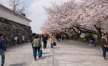 福岡城さくらまつりへ協賛させて頂きました。