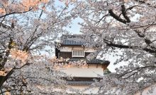 福岡城さくらまつり見頃です（協賛イベント）