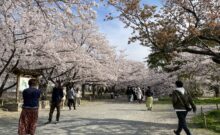 （協賛イベント）福岡城さくらまつり