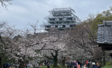 福岡城さくらまつり（協賛イベント）